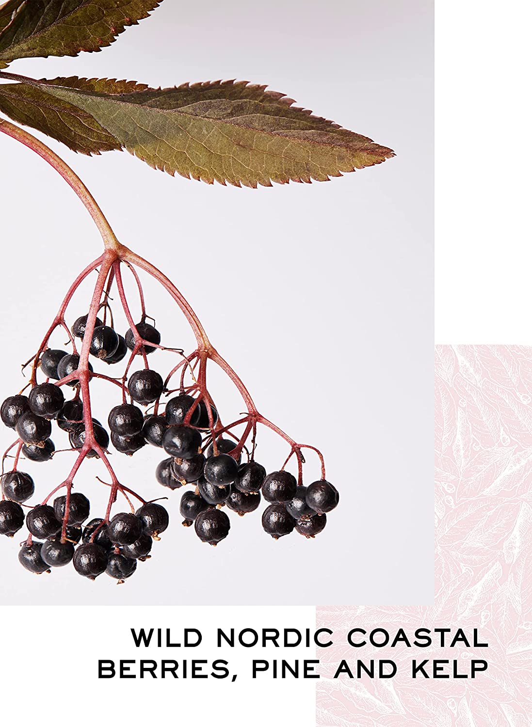 New London Light: Berries, Pine & Kelp